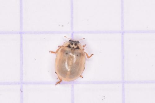 Adalia decempunctata